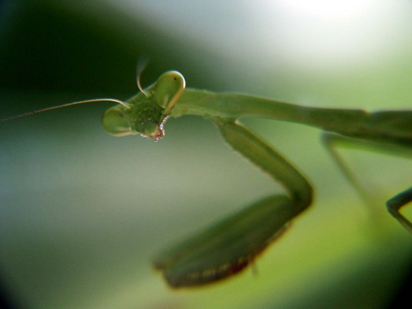 Mantis